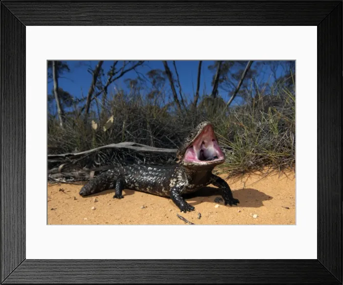 Framed Print : Picture No. 10947333 Framed Print : Picture No. 10947333