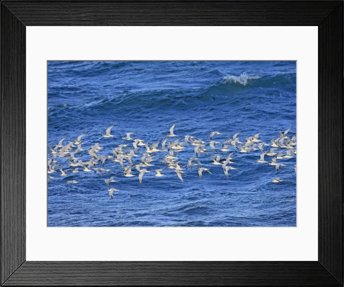 Framed Print : Picture No. 10947612 Framed Print : Picture No. 10947612