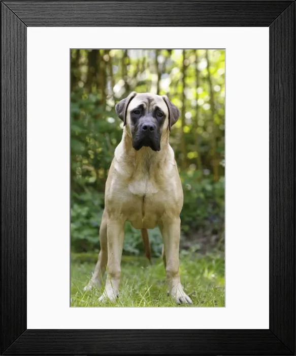 Framed Print : Picture No. 10922323 Framed Print : Picture No. 10922323