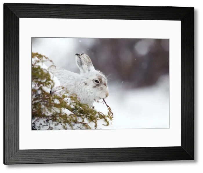 Framed Print : Picture No. 10947850 Framed Print : Picture No. 10947850