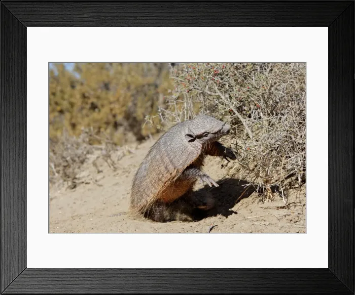 Framed Print : Picture No. 10947585 Framed Print : Picture No. 10947585