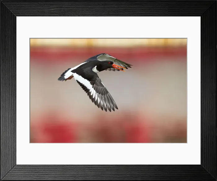 Framed Print : Picture No. 10947862 Framed Print : Picture No. 10947862