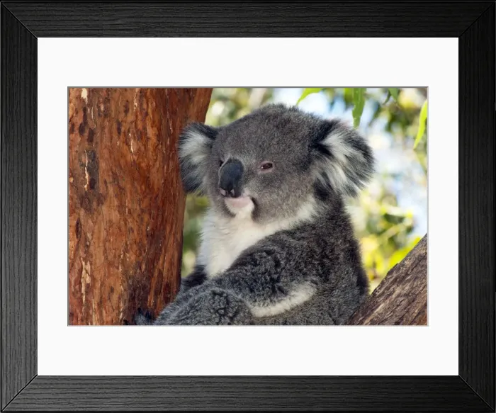 Framed Print : Picture No. 10947471