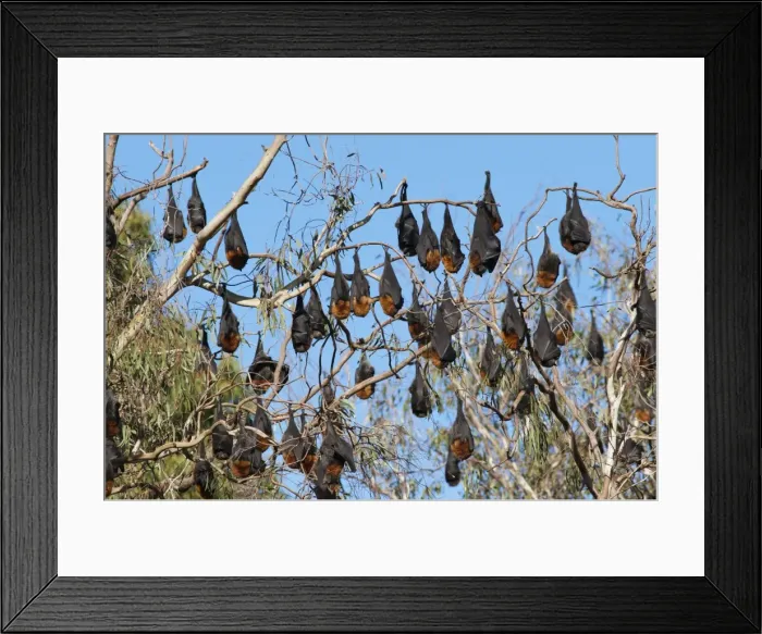 Framed Print : Picture No. 10947477 Framed Print : Picture No. 10947477
