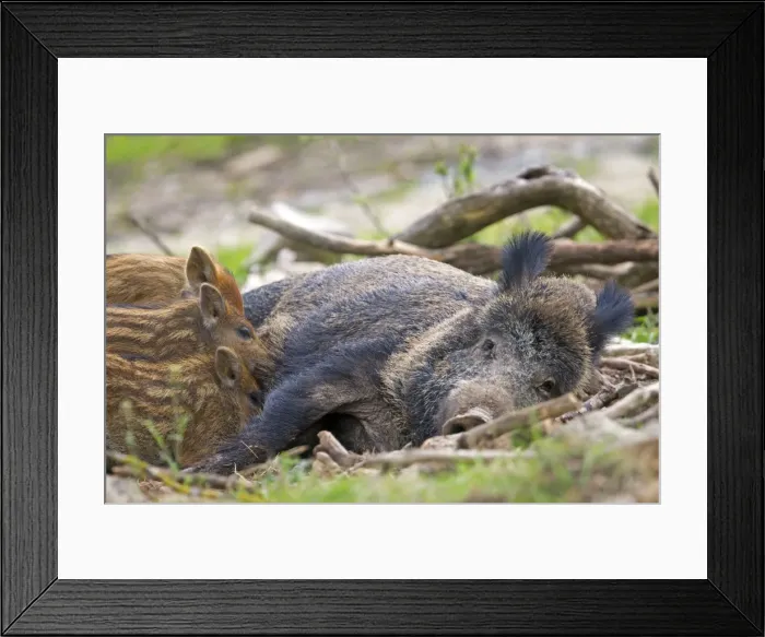 Framed Print : Picture No. 10922282 Framed Print : Picture No. 10922282
