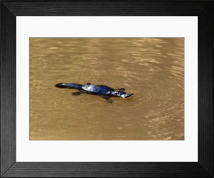 Framed Print : Picture No. 10947514 Framed Print : Picture No. 10947514