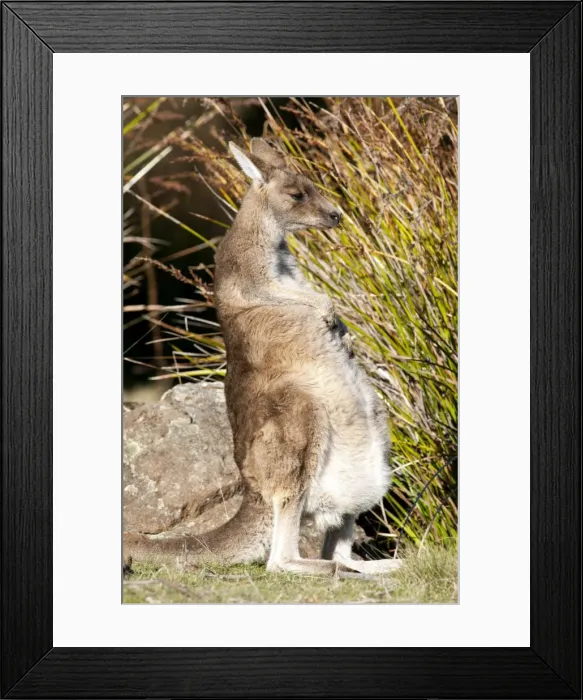 Framed Print : Picture No. 10947459 Framed Print : Picture No. 10947459
