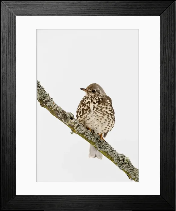 Framed Print : Picture No. 10947848 Framed Print : Picture No. 10947848