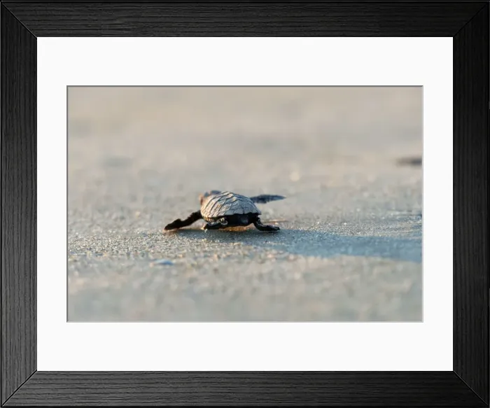 Framed Print : Picture No. 10947340 Framed Print : Picture No. 10947340