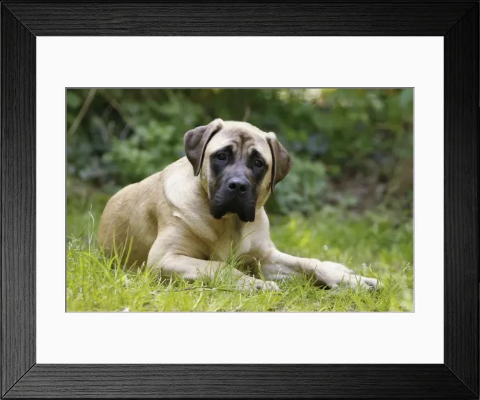 Framed Print : Picture No. 10922326 Framed Print : Picture No. 10922326