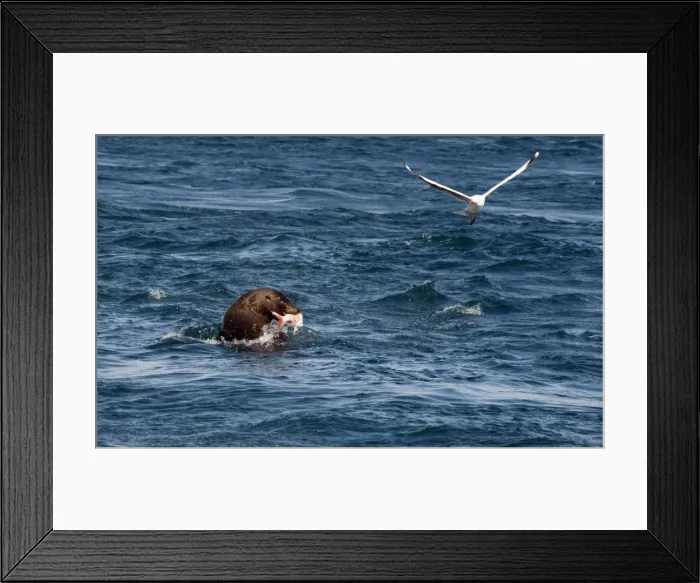 Framed Print : Picture No. 10947458 Framed Print : Picture No. 10947458