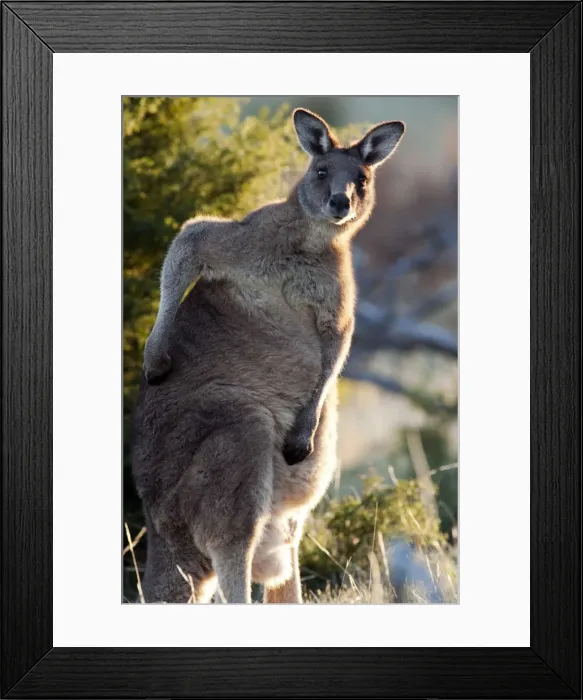 Framed Print : Picture No. 10947505 Framed Print : Picture No. 10947505
