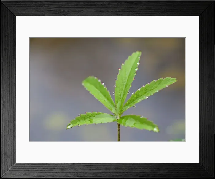 Framed Print : Picture No. 10947840 Framed Print : Picture No. 10947840