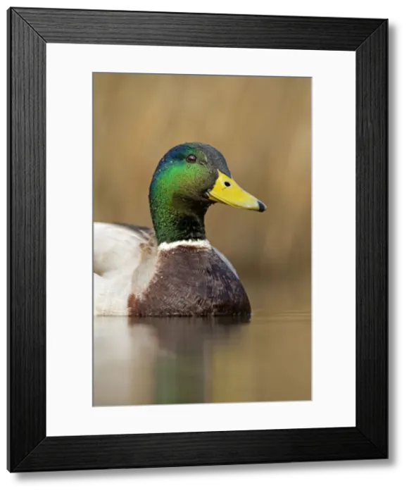 Framed Print : Picture No. 10947835 Framed Print : Picture No. 10947835
