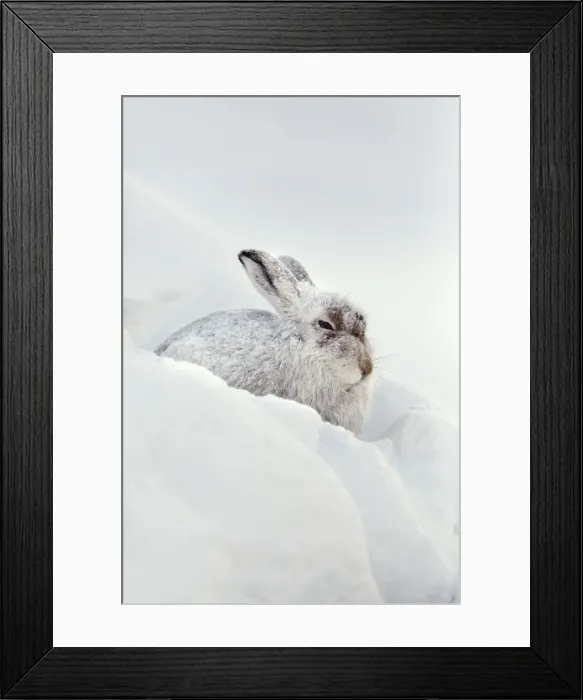 Framed Print : Picture No. 10947851 Framed Print : Picture No. 10947851
