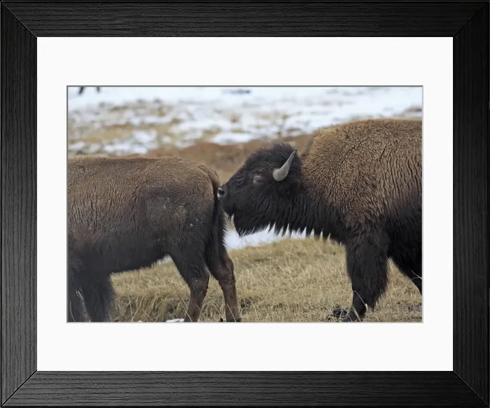 Framed Print : Picture No. 10947618 Framed Print : Picture No. 10947618