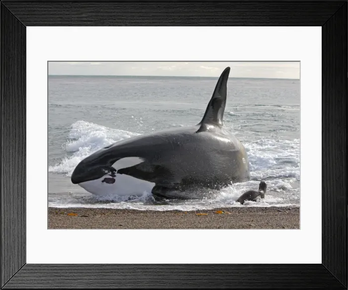 Framed Print : Picture No. 10947602 Framed Print : Picture No. 10947602