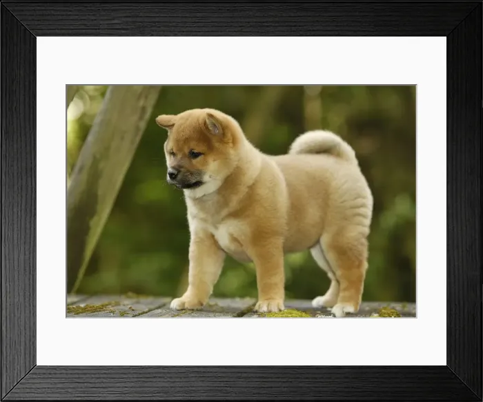Framed Print : Picture No. 10922317 Framed Print : Picture No. 10922317