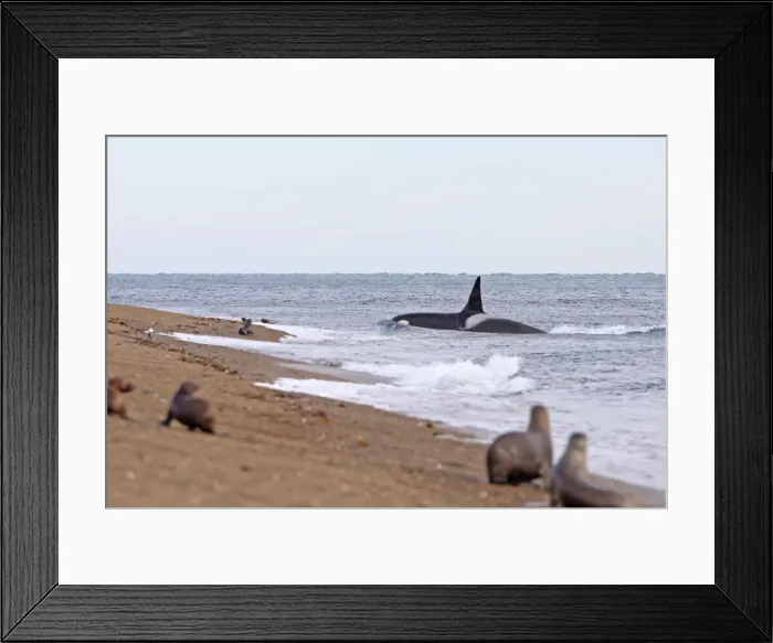 Framed Print : Picture No. 10947605 Framed Print : Picture No. 10947605
