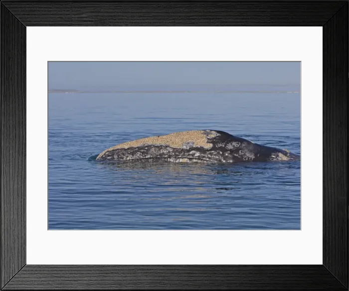 Framed Print : Picture No. 10947689 Framed Print : Picture No. 10947689