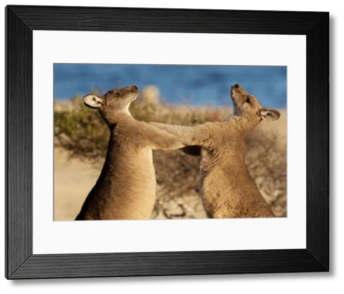 Framed Print : Picture No. 10947519 Framed Print : Picture No. 10947519