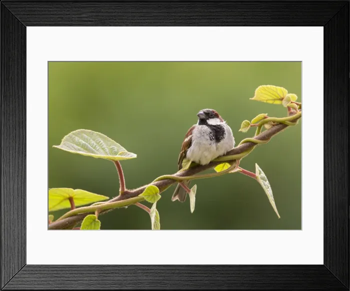 Framed Print : Picture No. 10947812 Framed Print : Picture No. 10947812