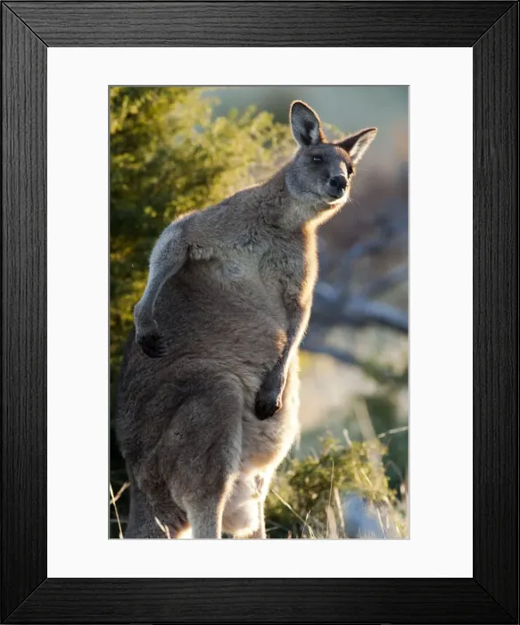 Framed Print : Picture No. 10947506 Framed Print : Picture No. 10947506