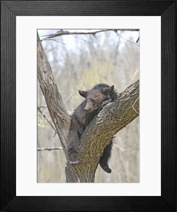 Framed Print : Picture No. 10947573 Framed Print : Picture No. 10947573