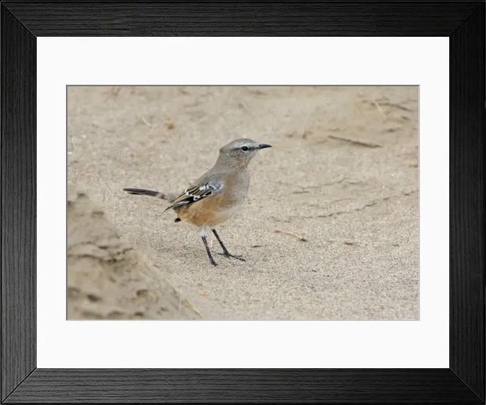 Framed Print : Picture No. 10947596 Framed Print : Picture No. 10947596