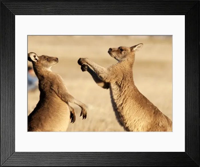Framed Print : Picture No. 10947490 Framed Print : Picture No. 10947490
