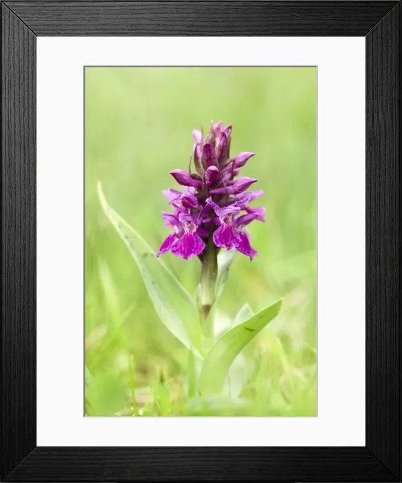 Framed Print : Picture No. 10947854 Framed Print : Picture No. 10947854
