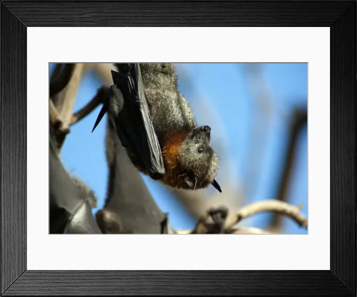 Framed Print : Picture No. 10947515 Framed Print : Picture No. 10947515