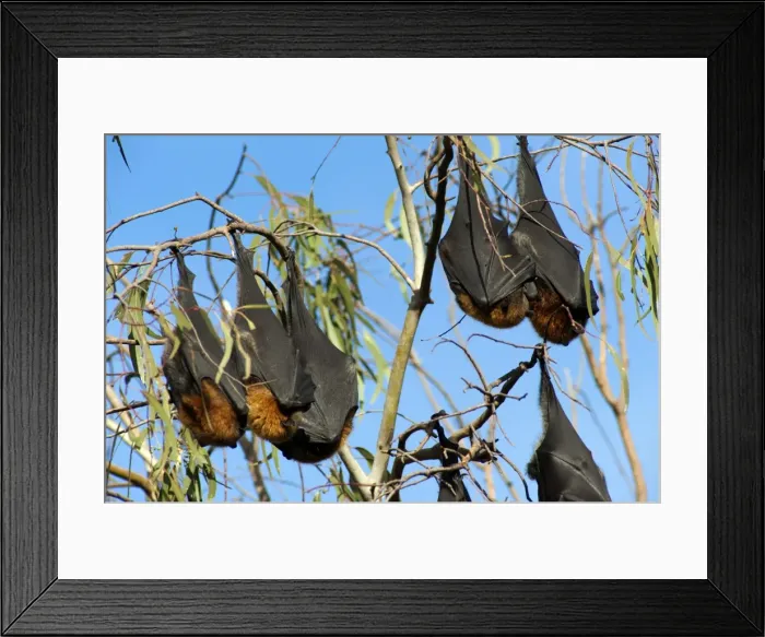 Framed Print : Picture No. 10947516 Framed Print : Picture No. 10947516