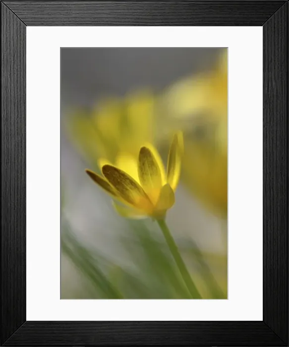 Framed Print : Picture No. 10947831