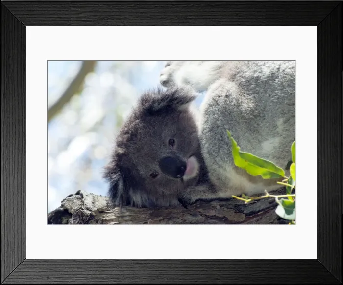 Framed Print : Picture No. 10947461 Framed Print : Picture No. 10947461