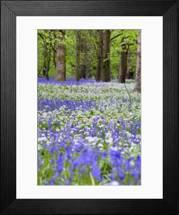 Framed Print : Picture No. 10947829 Framed Print : Picture No. 10947829