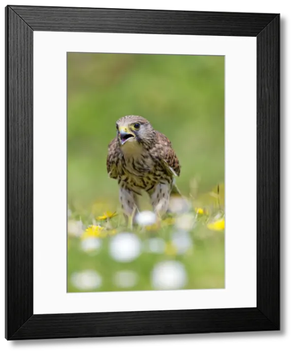 Framed Print : Picture No. 10947815 Framed Print : Picture No. 10947815
