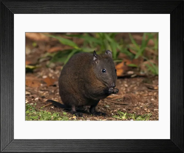 Framed Print : Picture No. 10947481 Framed Print : Picture No. 10947481