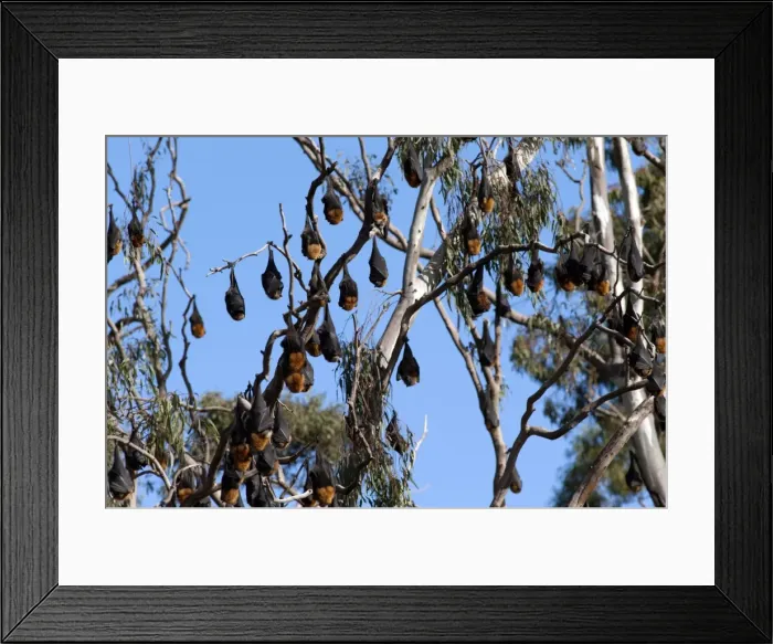 Framed Print : Picture No. 10947476 Framed Print : Picture No. 10947476