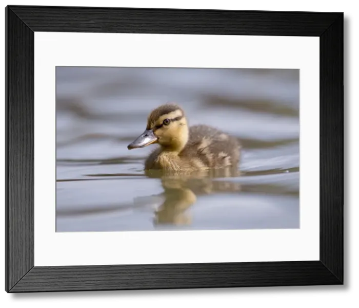 Framed Print : Picture No. 10947837 Framed Print : Picture No. 10947837