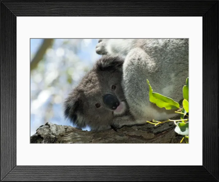 Framed Print : Picture No. 10947499 Framed Print : Picture No. 10947499
