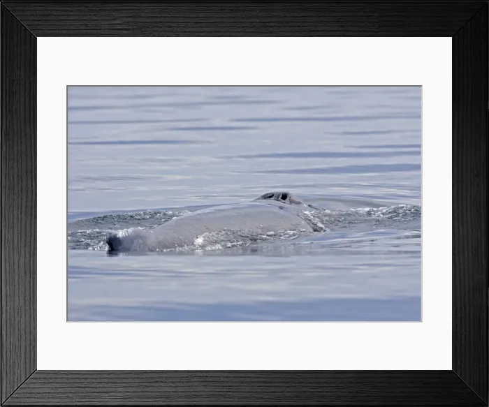 Framed Print : Picture No. 10947672 Framed Print : Picture No. 10947672