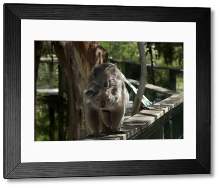Framed Print : Picture No. 10947497 Framed Print : Picture No. 10947497
