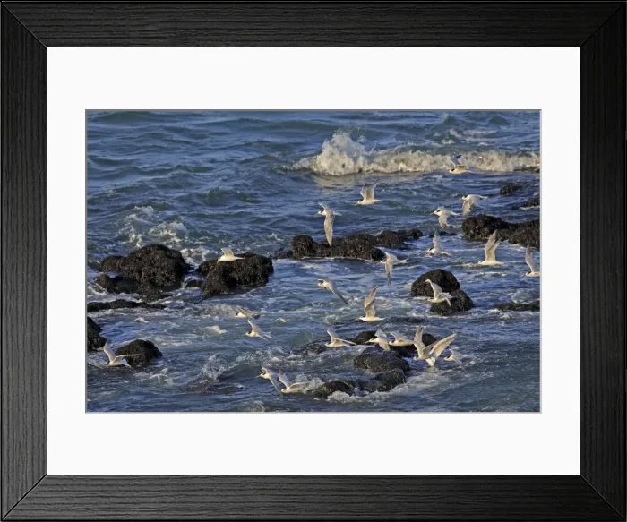 Framed Print : Picture No. 10947610 Framed Print : Picture No. 10947610