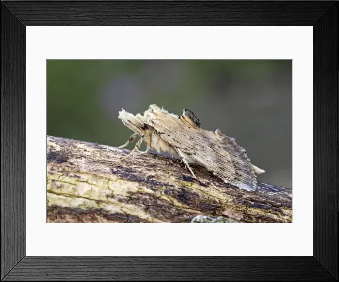 Framed Print : Picture No. 10947865 Framed Print : Picture No. 10947865