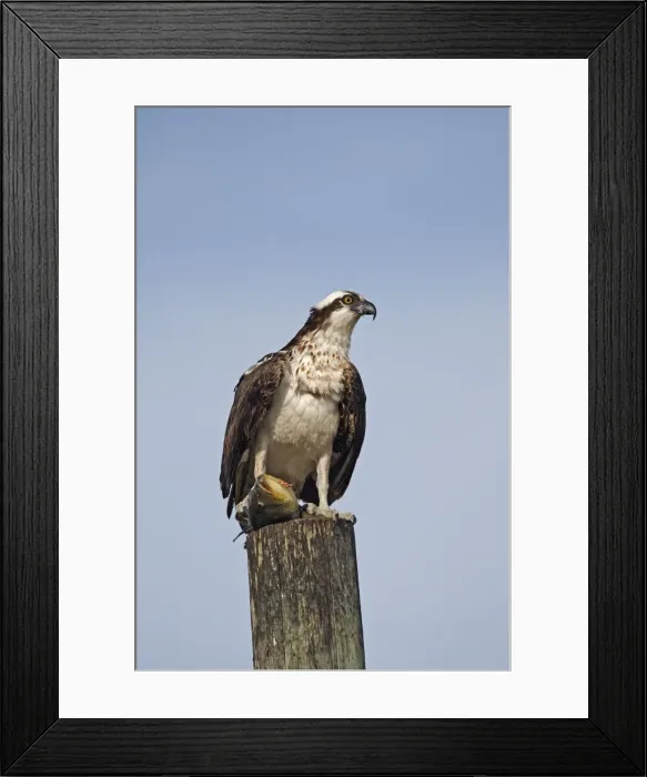 Framed Print : Picture No. 10947696 Framed Print : Picture No. 10947696
