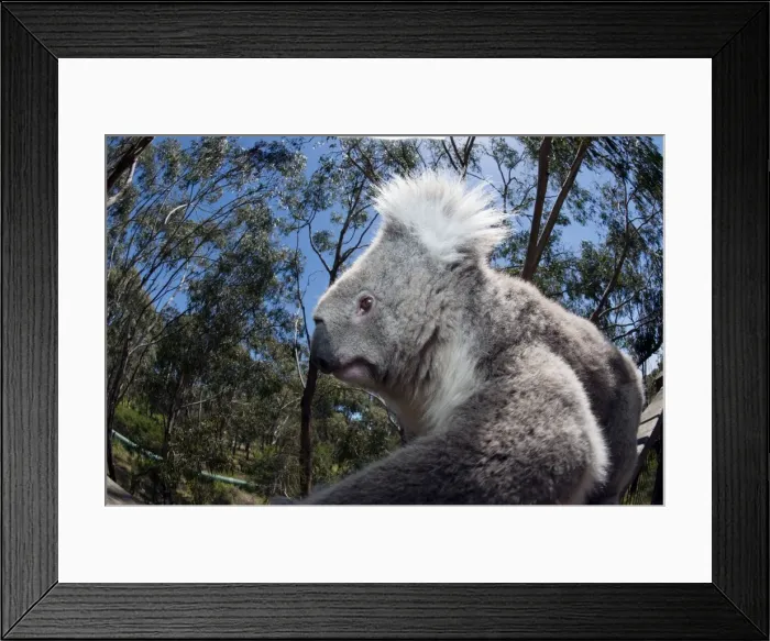 Framed Print : Picture No. 10947512 Framed Print : Picture No. 10947512