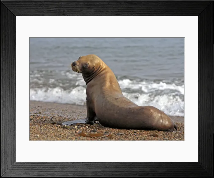 Framed Print : Picture No. 10947607 Framed Print : Picture No. 10947607