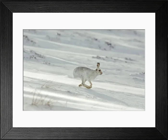 Framed Print : Picture No. 10947852 Framed Print : Picture No. 10947852