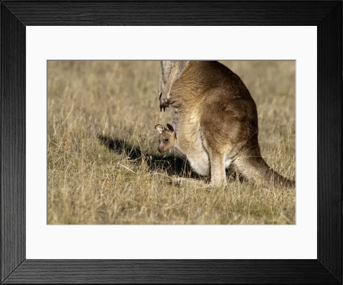 Framed Print : Picture No. 10947457 Framed Print : Picture No. 10947457